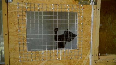 4K slow motion view of mixed-breed cats in cage mew asking for caress. Sad and Stock Footage 119761051