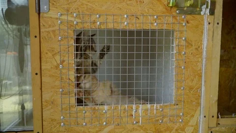 4K slow motion view of mixed-breed cats in cage mew asking for caress. Sad and Stock Footage 119761071