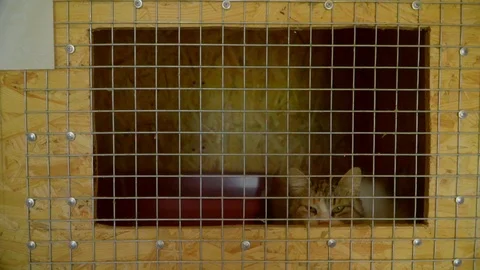 4K slow motion view of mixed-breed cat in cage mews asking for caress. Sad and Stock Footage 119761101