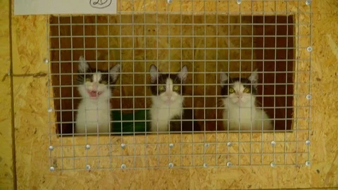 4K slow motion view of mixed-breed black&amp;white cats in cage mew asking for Video stock 119761114