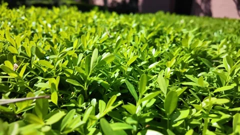 4K Slow Motion Walkthrough Of Formal Boxwood Garden Stock-Footage 336280118