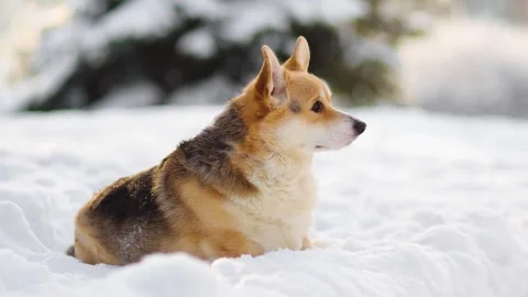4K slow motion welsh corgi sitting in fresh snow outdoors. Cute fluffy dog en Stock Footage 327239222