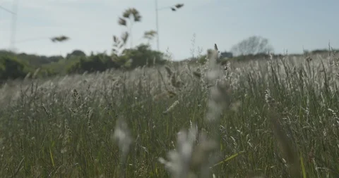 4K Slow Motion Wheat Waving In the Wind (60fps) 库存影片 111602086