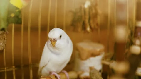 4K slow motion of a white budgerigar parakeet sitting inside a golden cage. Stock Footage 343740778