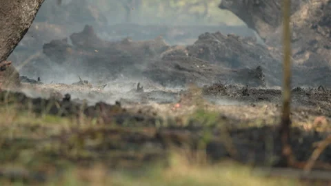 4K Slow Motion Wildfire Aftermath with Fire Fighter Walking Stock Footage 340240544