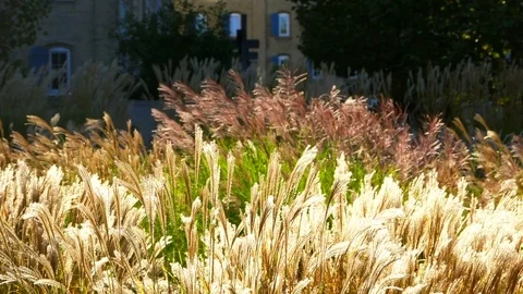 4K Slow Motion Wind Blowing Tall Grass Plant Nature Background Plants Stock Footage 83665021