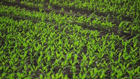 4K slow-motion of young corn plants sprouting on a vibrant spring field. Stock Footage 295365526
