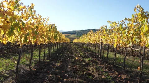 4K Slow-moving camera flying between rows of vineyard showing shrivelled vine Stock-Footage 158915299