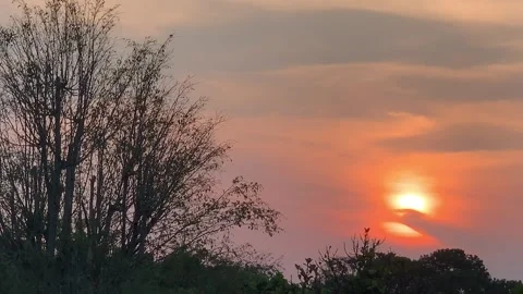 4K Slow Pan Sunset with Tree Silhouettes and Swaying Leaves Stock Footage 340611386