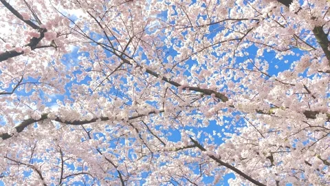 4k, slowly moving watching cherry blossom with blue sky, background, sakura Video stock 269165225
