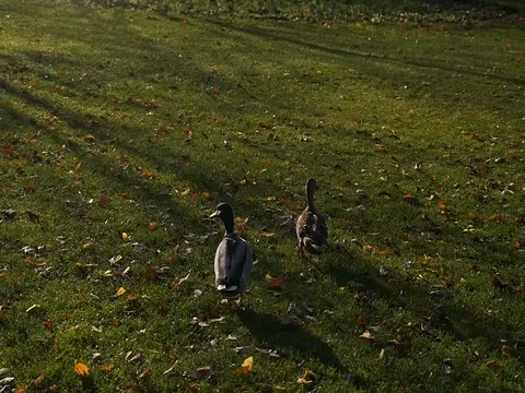 4K slowmotion Ducks taking flight 스톡 동영상 71116364