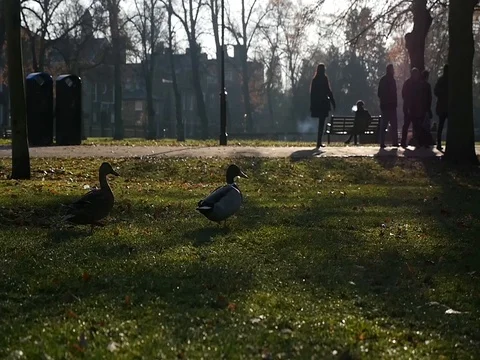 4K slowmotion Ducks Walking in a park 스톡 동영상 71116093