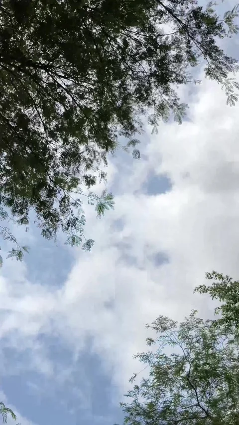 4K Slowmotion Leaves And Trees With Sky Background Taken From Below Stockbeeldmateriaal 337392382