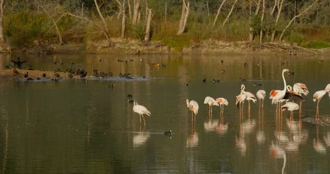 4K SM RED EPIC, flamingos (Phoenicopterus sp) and common coots (Fulica atra) Stock Footage 106931771