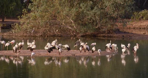 4K SM RED EPIC, group of storks (Ciconia ciconia) and flamingos (Phoenicopterus) Stock Footage 106931481