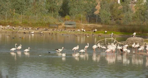 4K SM RED EPIC, group of storks (Ciconia ciconia) and flamingos (Phoenicopterus) Stock Footage 106931563