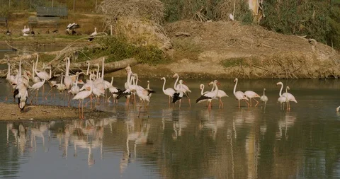 4K SM RED EPIC, group of storks (Ciconia ciconia) and flamingos (Phoenicopterus) Stock Footage 106931568