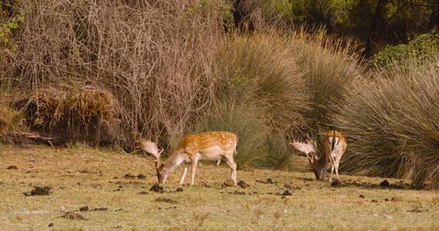 4K SM RED EPIC, pair of fallow deers (Dama dama) grazing in the marshe of Doñana Stock Footage 106929220
