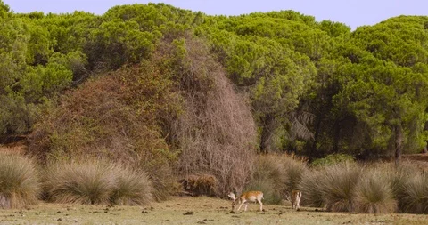 4K SM RED EPIC, pair of fallow deers (Dama dama) grazing in the marshe of Doñana Stock Footage 106929222