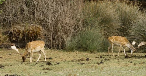 4K SM RED EPIC, pair of fallow deers (Dama dama) grazing in the marshe of Doñana Stock Footage 106929285