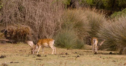 4K SM RED EPIC, pair of fallow deers (Dama dama) grazing in the marshe of Doñana Stock Footage 106929331