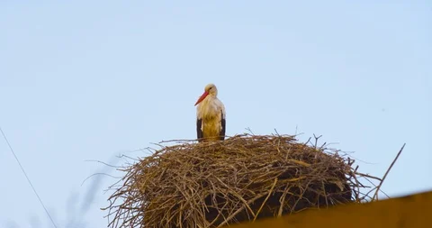 4K SM RED EPIC, wild white stork (Ciconia ciconia) moving its head in its nest Stock Footage 106931366