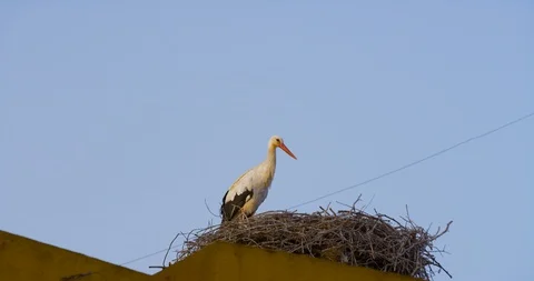 4K SM RED EPIC, wild white stork (Ciconia ciconia) on its nest Stock Footage 106931419
