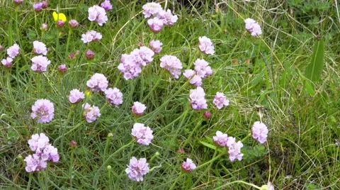 4K A small black ant is climbing on pink clover waving in the wind on a meadow Stock Footage 50458678