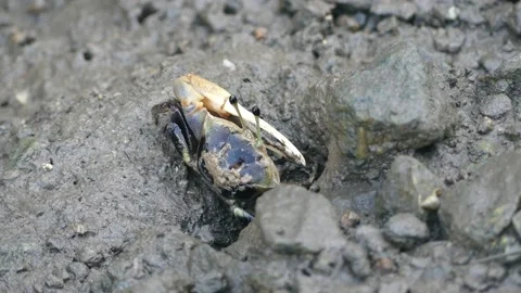 4K, Small black fiddler crab in mangrove forest in Langkawi Island, Malaysia Video stock 155939128