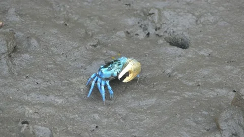 4K, Small blue fiddler crab in mangrove forest in Langkawi Island, Malaysia Stock Footage 155939147
