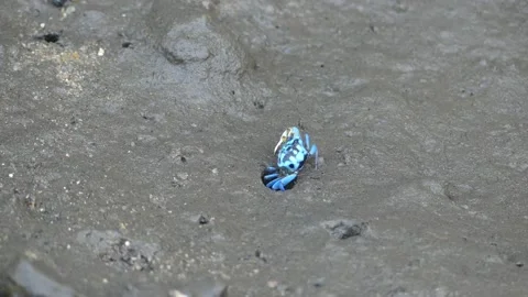 4K, Small blue fiddler crab in mangrove forest in Langkawi Island, Malaysia Stock Footage 155939187