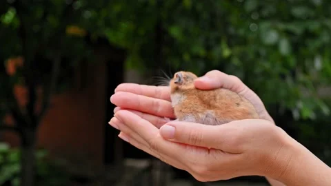 4K Small brown ginger fluffy hamster in female hands. Pet, mammal, rodent Видео 197004280