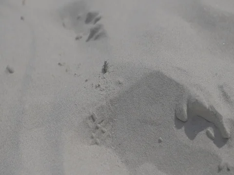4k small bug / beatle crawling on sand at noon Video stock 75253461
