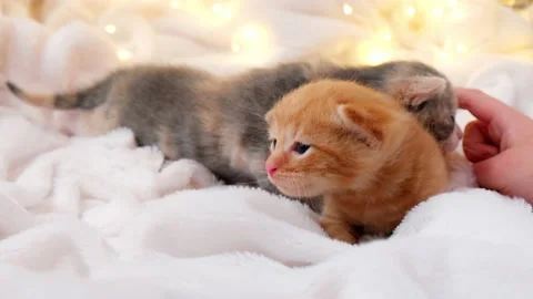 4k Small children's hand stroking Christmas kittens with christmas garland on a Stock Footage 158617088