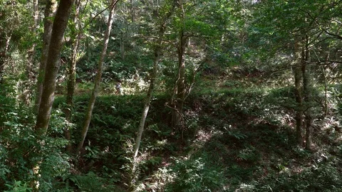 4K small figure of trekker with backpack going through wilderness Stock Footage 123604731