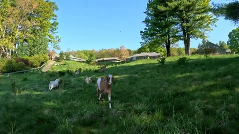 4K Small Goats Grazing and Trotting | Low Angle Eye Level Farm Asset with Pan Stock Footage 335597577
