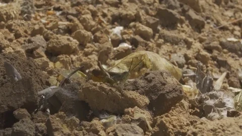 4k. A small grasshopper sits on the rocks. It blends in with the environment. Vídeo Stock 109443827