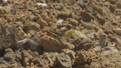 4k. A small grasshopper sits on the rocks. It blends in with the environment. Video stock 109443904