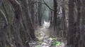 4k Small pathway with trees between ponds in moory nature reserve 4k or 4k+ Resolution