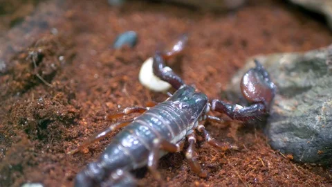 4K Small Poisonous Scorpion, Macro Insect Shot, Claw Insect Stock Footage 77778900