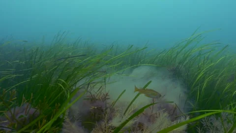 4K small pollock within the seagrass meadow off the Welsh coast 動画素材 285657137