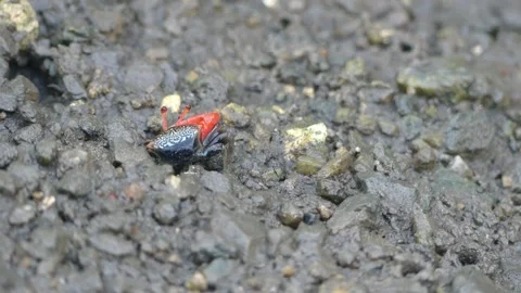 4K, Small red fiddler crab in mangrove forest in Langkawi Island, Malaysia Stock Footage 155938916