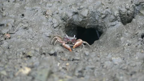 4K, Small red fiddler crab in mangrove mud in Langkawi Island, Malaysia eating Stock Footage 155938948