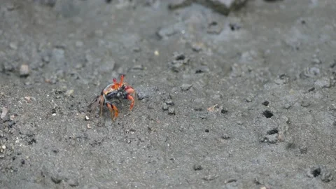 4K, Small red fiddler crab in mangrove forest in Langkawi Island, Malaysia Stock Footage 155938962