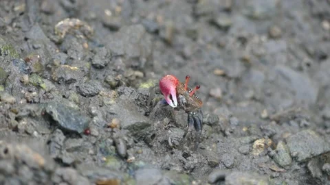 4K, Small red fiddler crab in mangrove forest in Langkawi Island, Malaysia Stock Footage 155938997