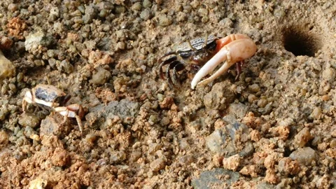 4K, Small red fiddler crab in mangrove mud in Langkawi Island, Malaysia in Video stock 155939019