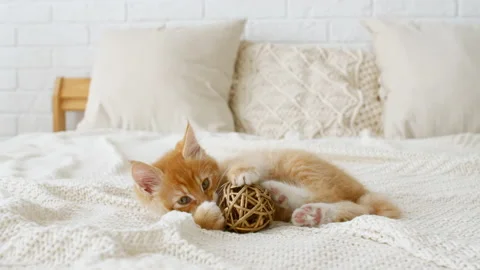 4k Small red kitten playing with ball. Cat playing on the bed with toys Video stock 156613266