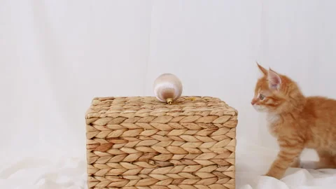 4k Small red kitten playing with ball. Cat playing on a basket with toys Stock-Footage 156892230