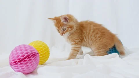 4k Small red kitten playing with ball. Cat playing on with toys Stock Footage 157020557