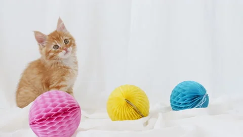4k Small red kitten playing with ball. Cat playing on the bed with toys Vídeo Stock 157181452